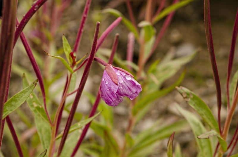 Valley of Flowers Uttarakhand July August peak bloom alpine wildflowers