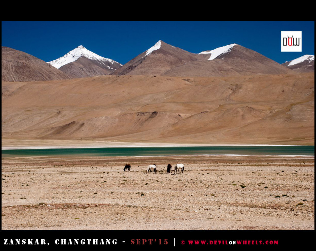 Wilderness Galore in Changthang