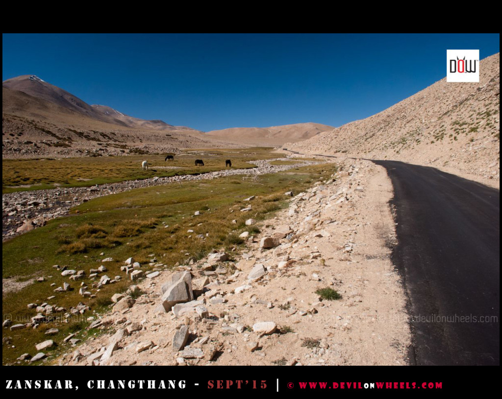The wilderness of Changthang
