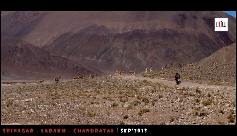 Riding through the herd of Kiangs in Inner Changthang - Ladakh