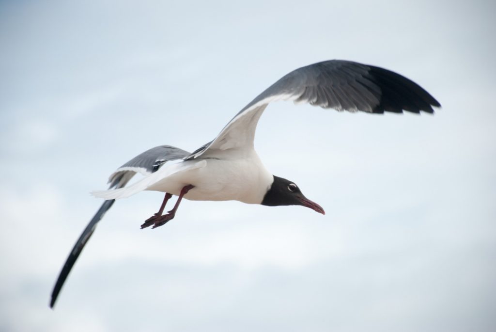 A Seagull In flight