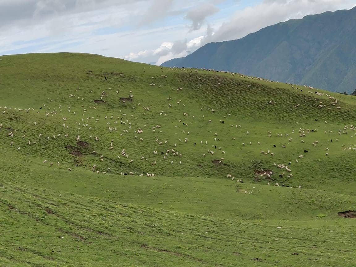 Sheep grazing on the Bedni Bugyal enroute Roopkund. Picture courtesy, Manoj Balaji