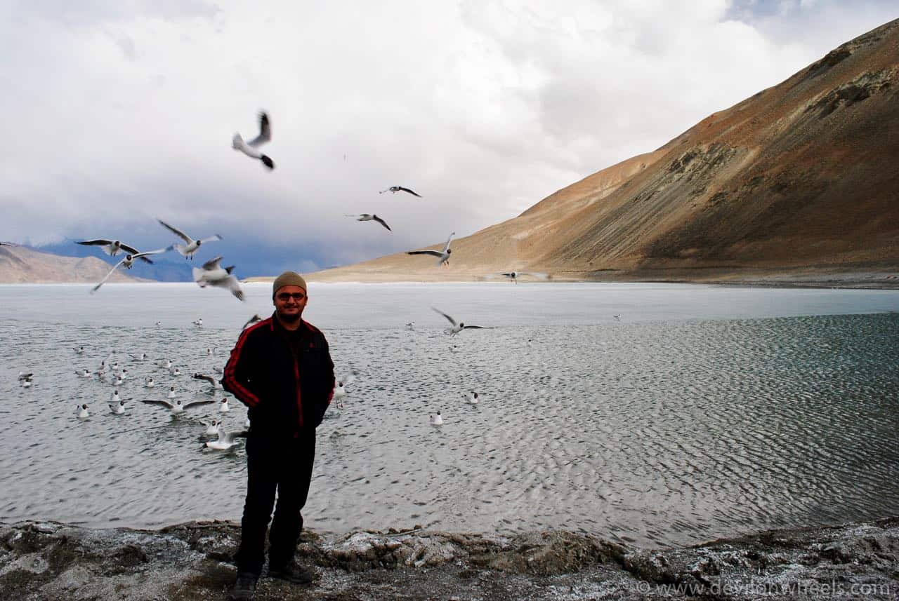 When the seagulls run from the devil at Pangong Tso