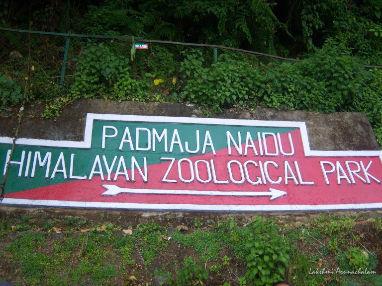 Padmaja Naidu Zoological Park, Darjeeling