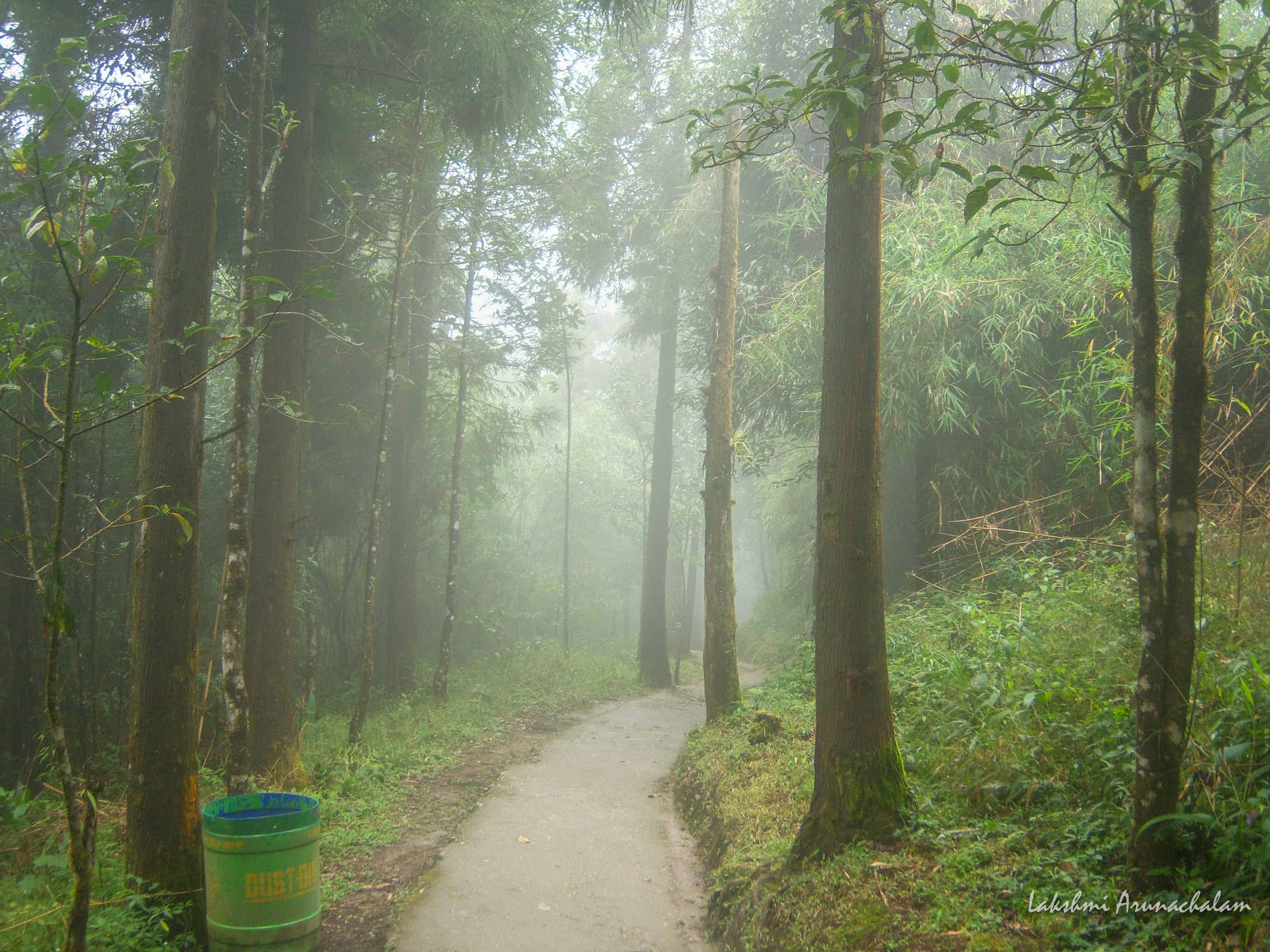 Misty Walks around Zoological Park, Gangtok
