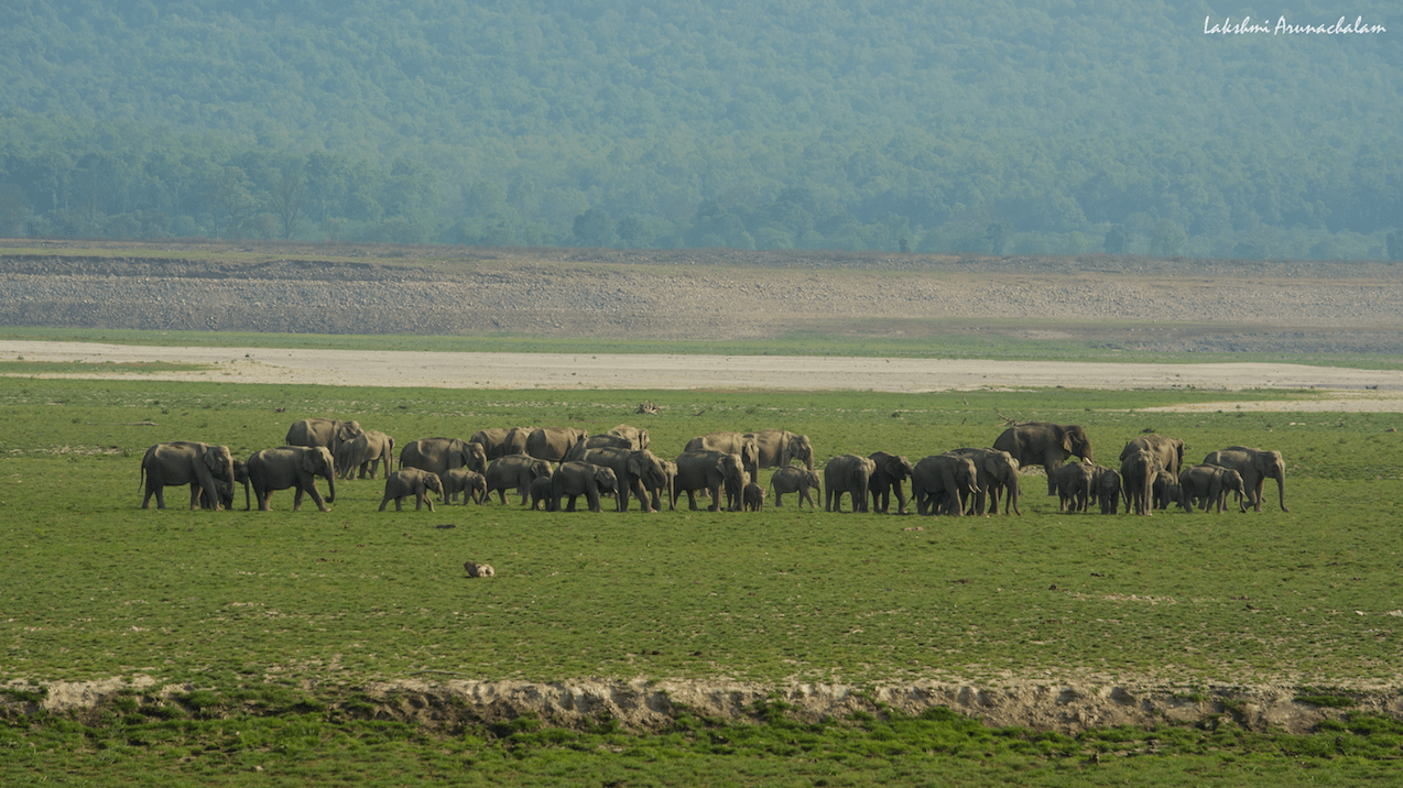 Elephant Landscape of Jim Corbett National Park