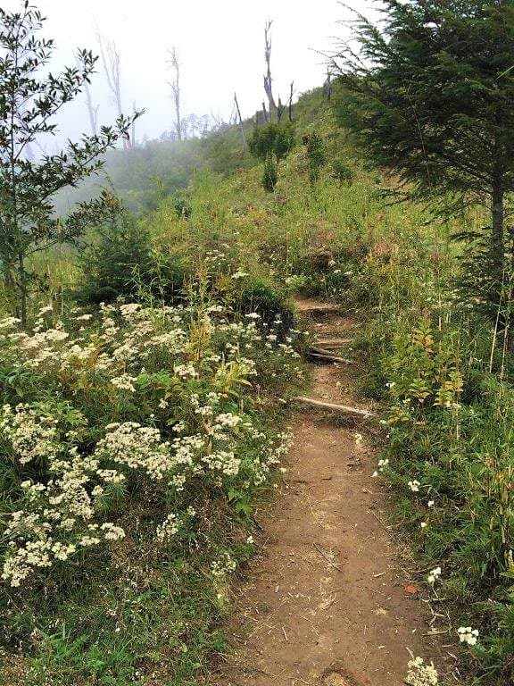 Flowers splattered around on the beautiful trail