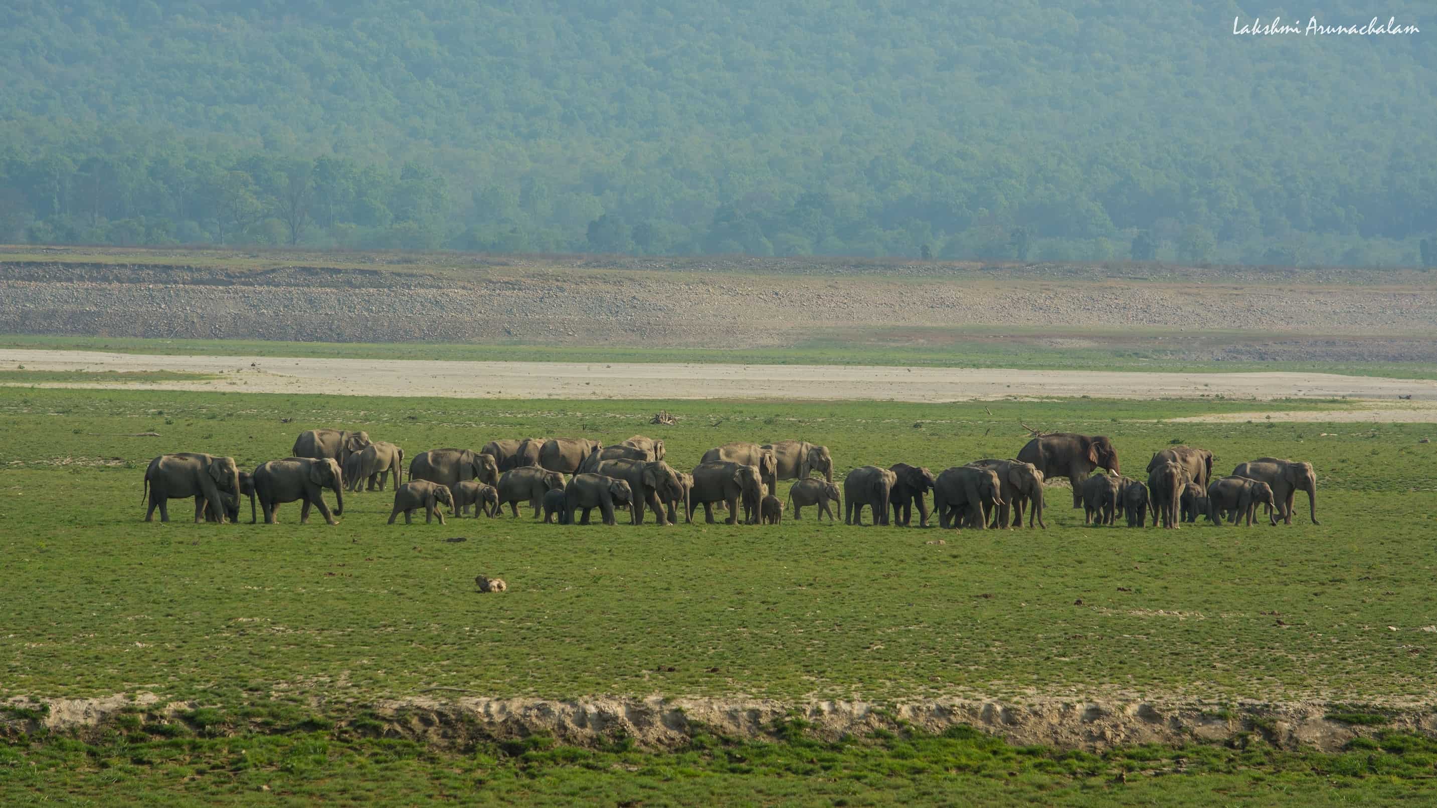 Herd of elephants, Dhikala