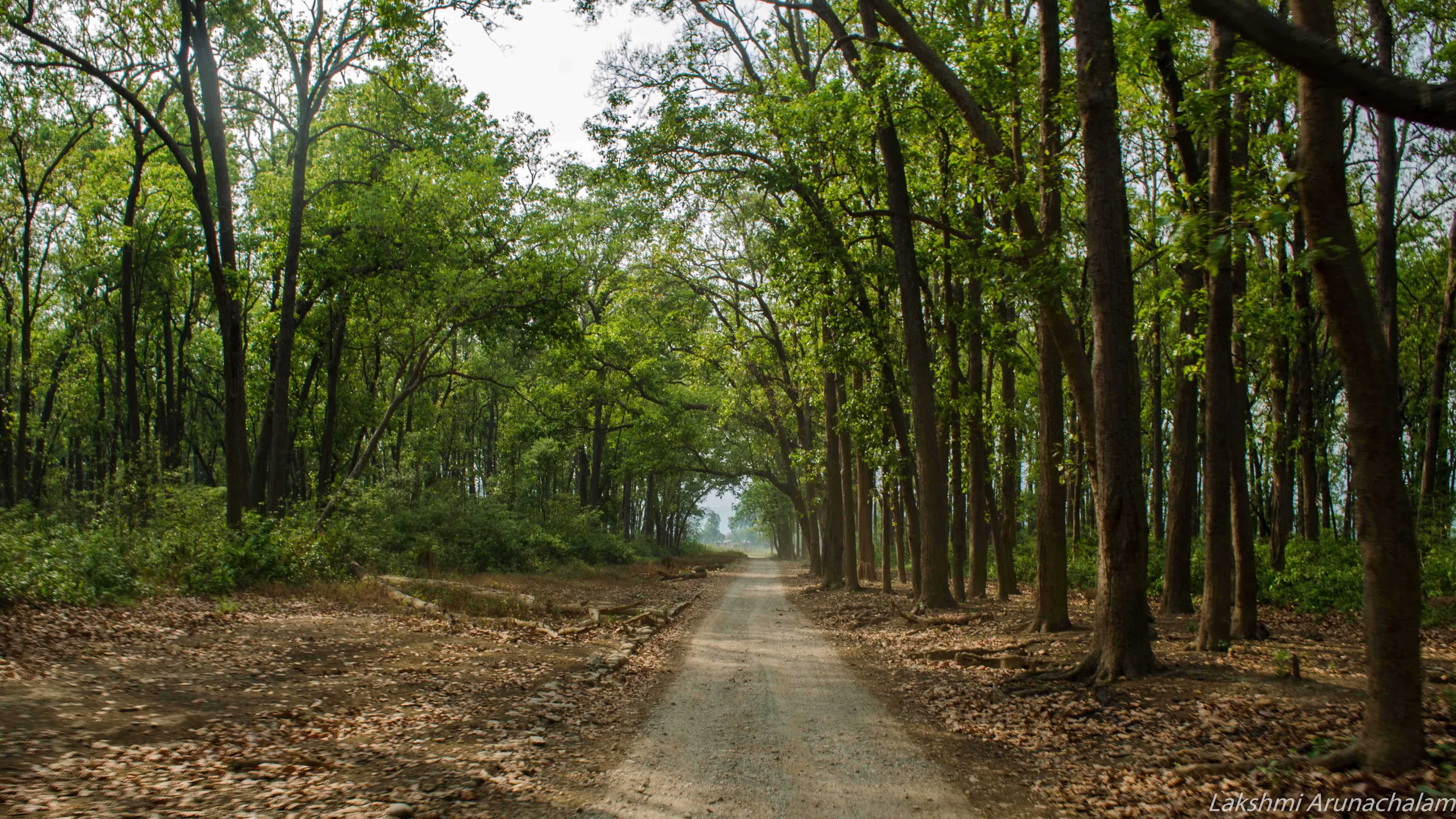 Forest track through Sal trees inside Jim Corbett National Park