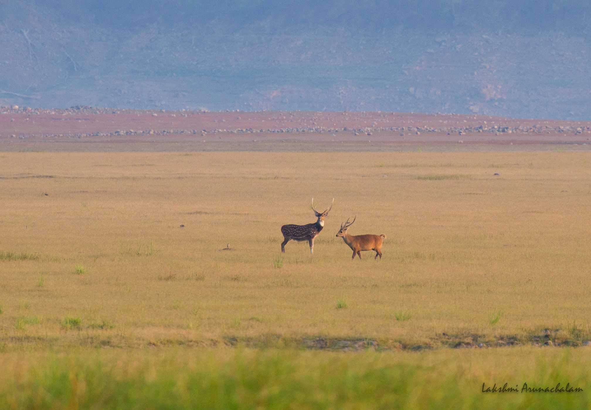 Deer-scape, Dhikala grasslands