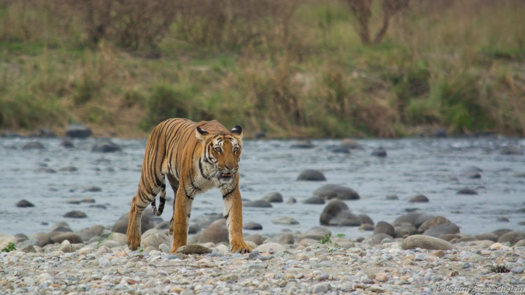 Want to spot Tigers at Jim Corbett National Park?