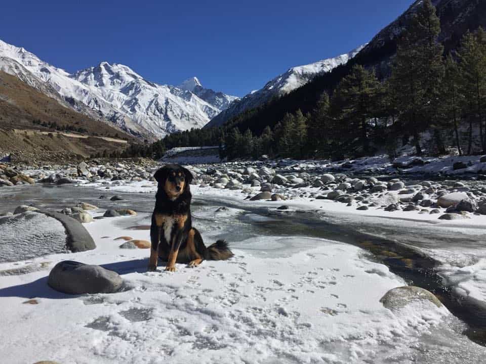 Snow at Chitkul and a wild dog posing for the shot