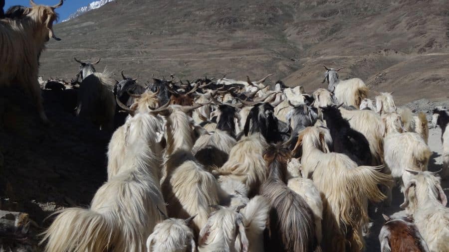 Sights like these are common in villages of Spiti valley