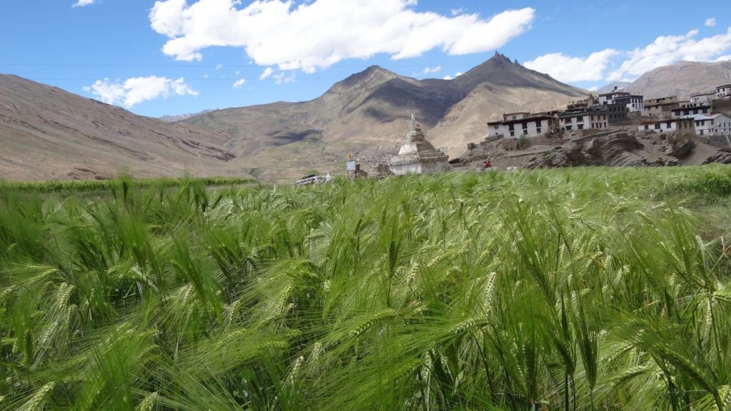 Kibber village fields and temple Spiti valley