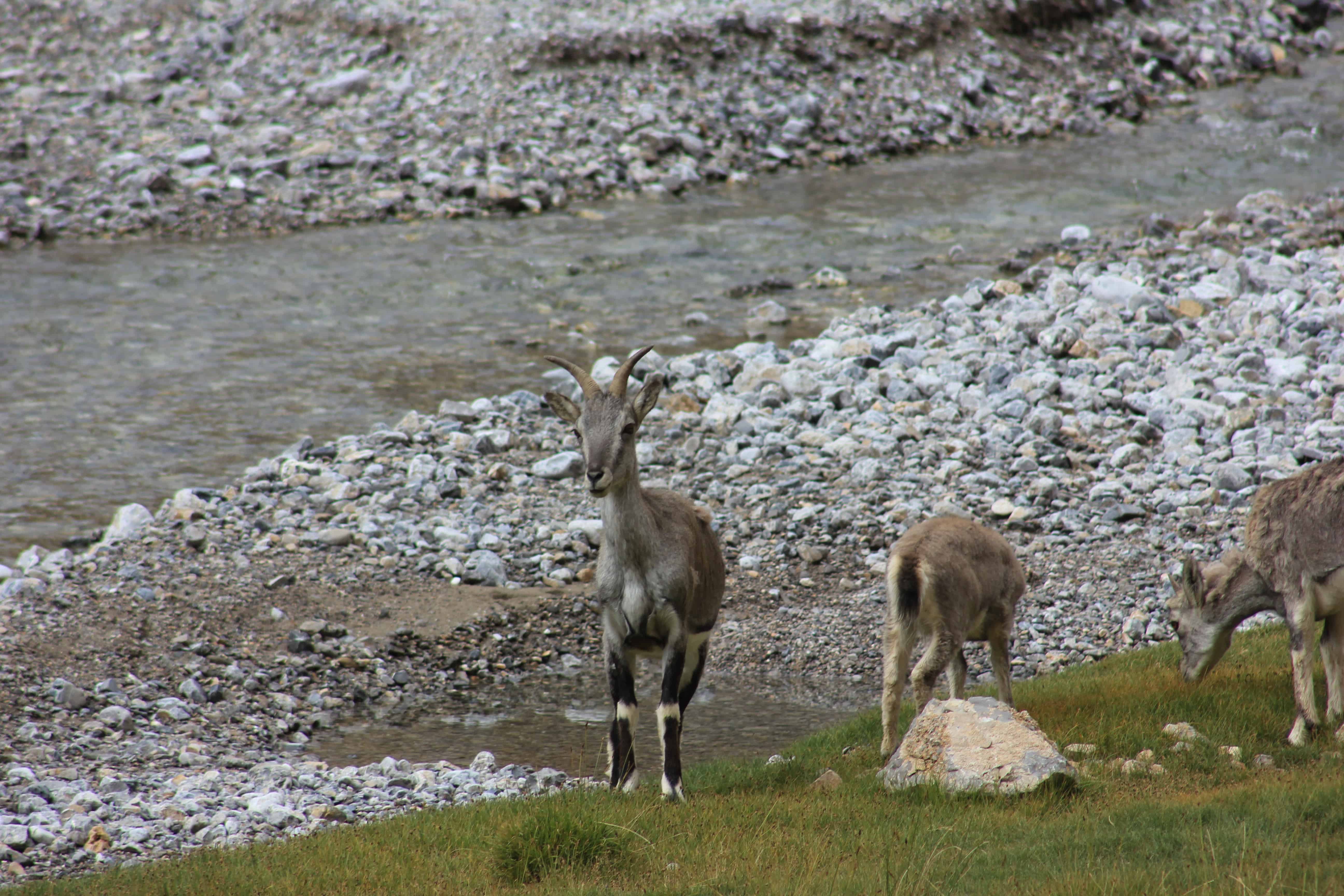 Himalayan ibex and blue sheep bharal grazing on a high slope in Spiti, common wildlife in Pin Valley National Park