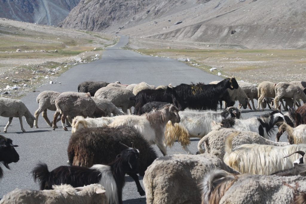 My Kinda Traffic Jam at Zojila