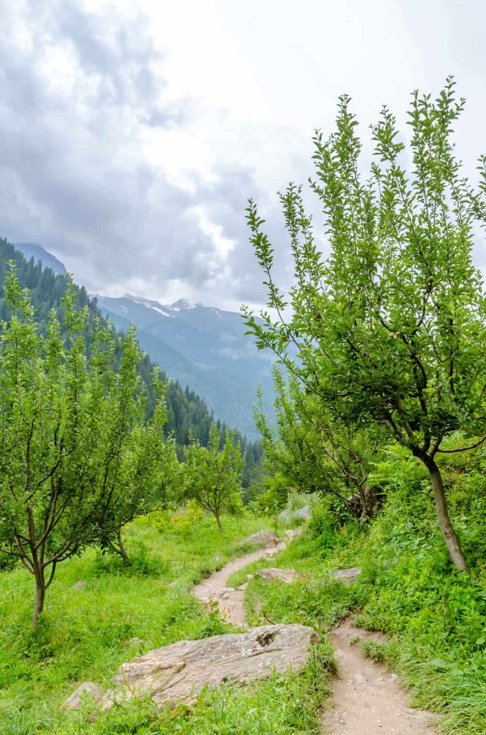 Overcast monsoon sky over a green orchard trail in the Kullu valley