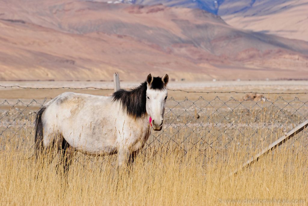 Handsome Horse at Hanle, Another one.
