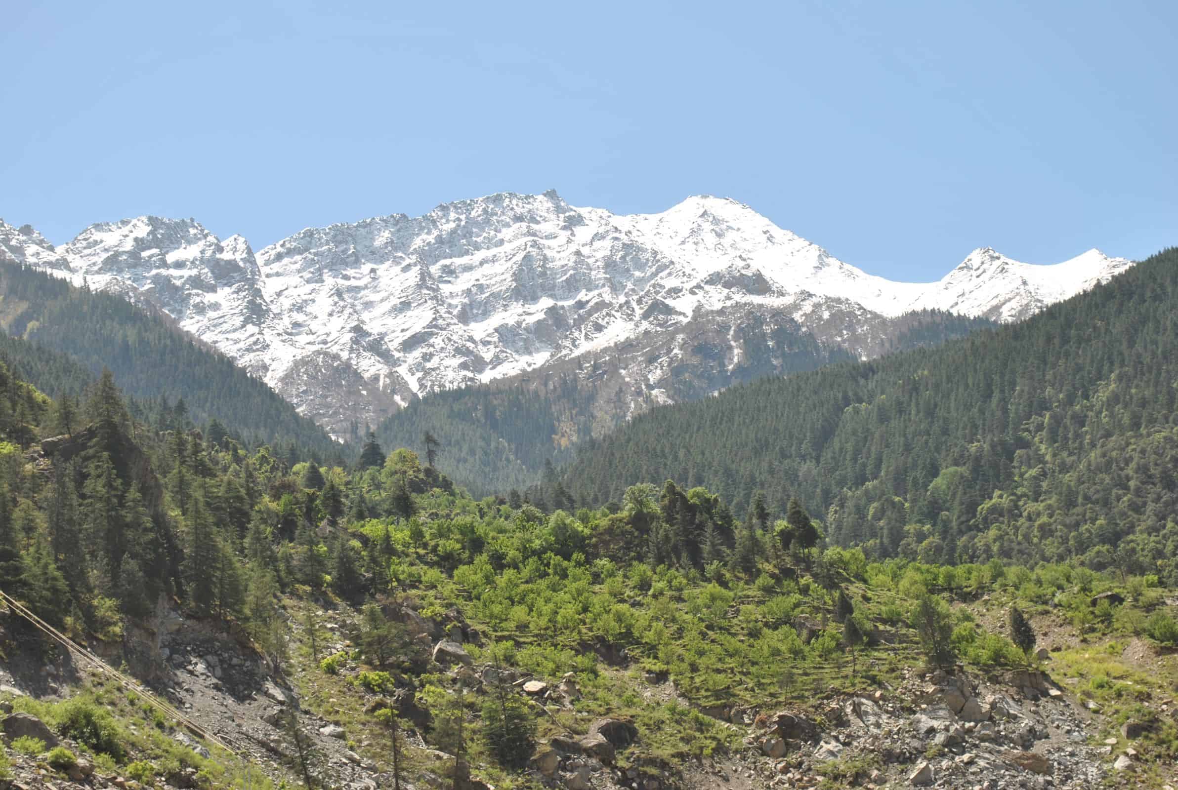 Green apple orchards and pine forest below snow-capped peaks in Kinnaur in early summer