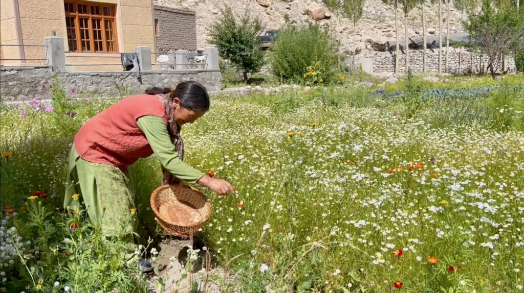 Auntiji picking fresh Chamomile flowers for tea at Cho House