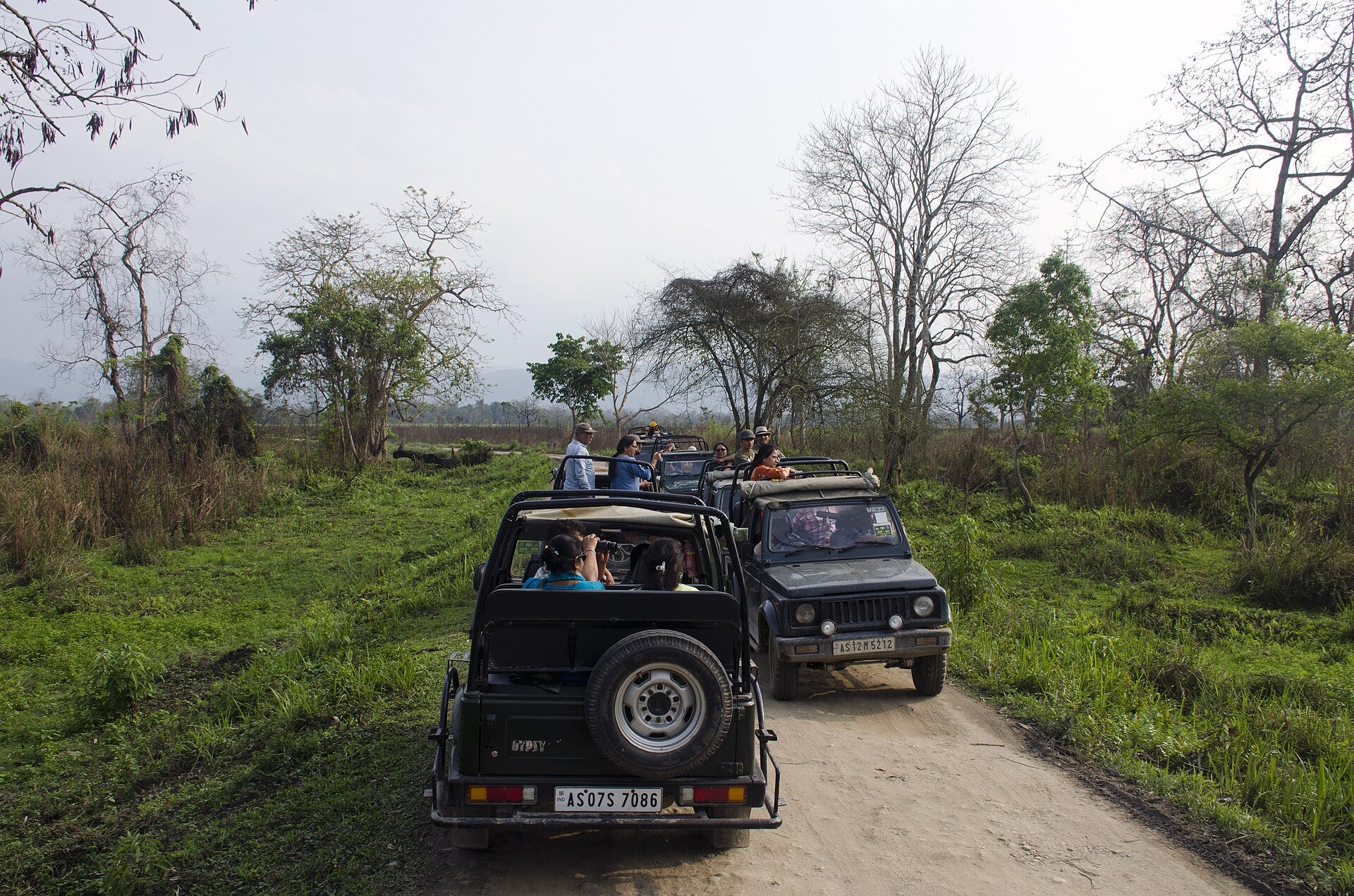 Gypsy jeep safari convoy in the Kohora Central Range of Kaziranga National Park