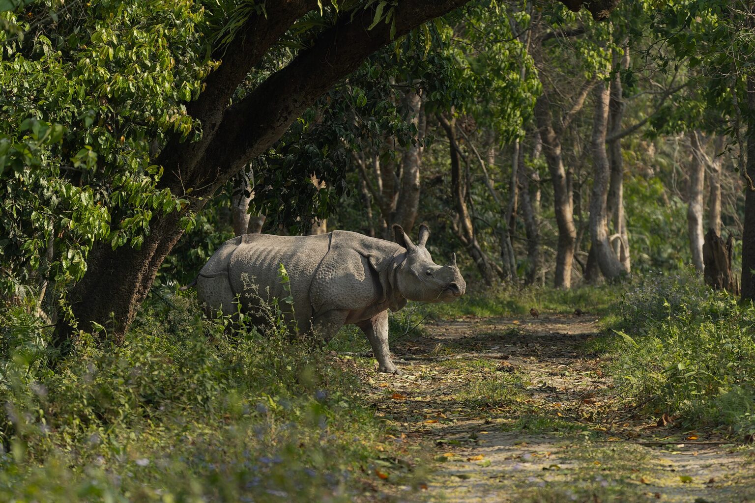 Greater one-horned rhinoceros on a forest track in Kaziranga National Park, Assam