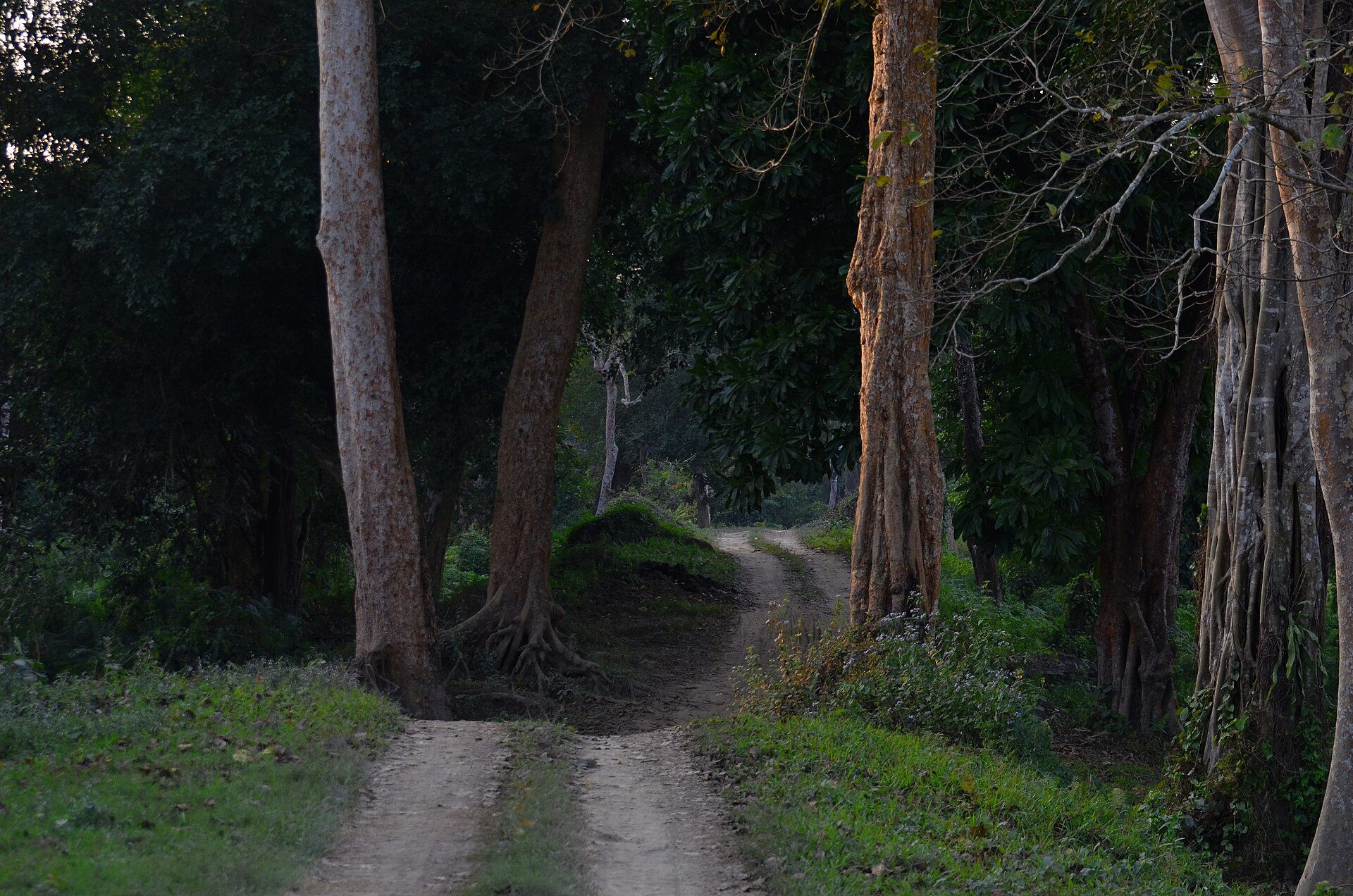 Dirt jeep safari track through tall forest inside Kaziranga National Park