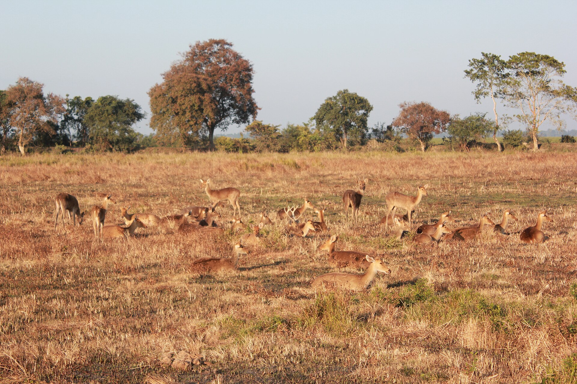 Herd of eastern swamp deer resting on burnt grassland in Kaziranga National Park