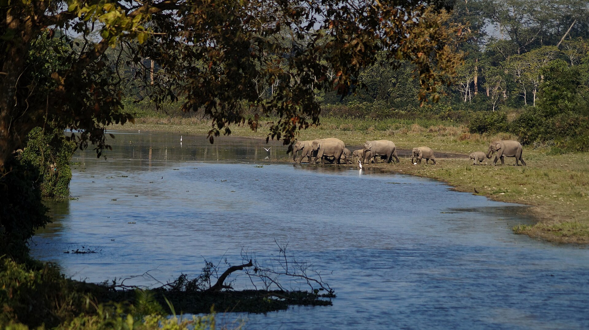 Wild Asian elephant herd with calves crossing a wetland in Kaziranga National Park