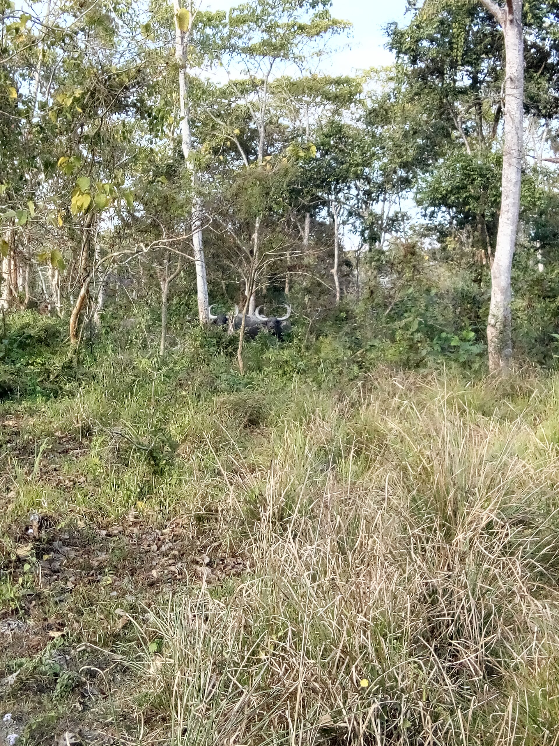 Wild water buffalo partly hidden in woodland seen from a Kaziranga jeep safari