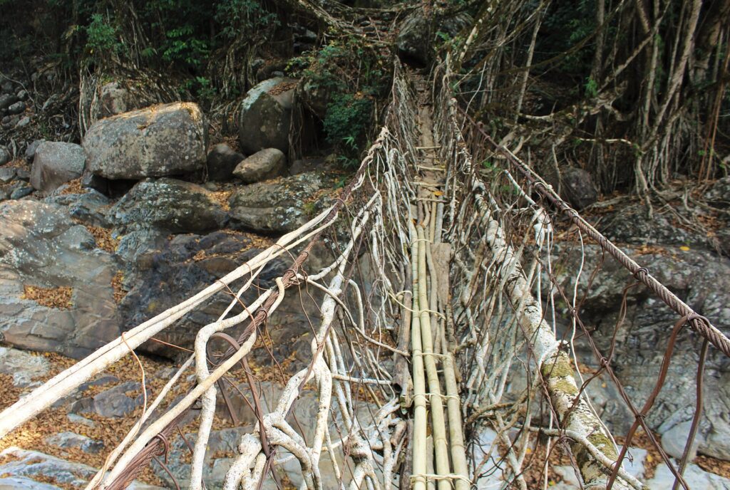 Hybrid living root and steel cable bridge in Nongriat village, East Khasi Hills