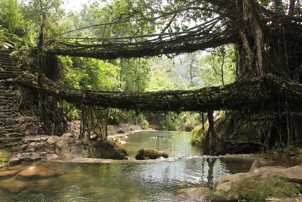 Double decker living root bridge at Nongriat over the Umshiang stream, Meghalaya