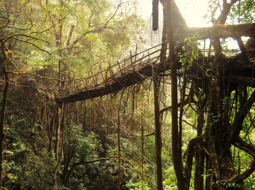 Rangthylliang living root bridge, over 50 metres long, near Pynursla in Meghalaya