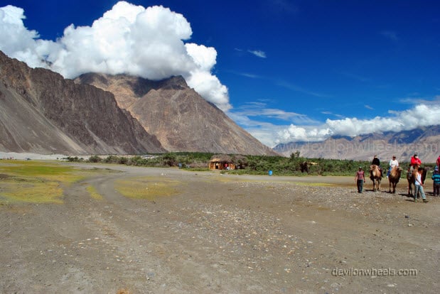 Camel Safari in Hunder, Nubra Valley in Leh - Ladakh