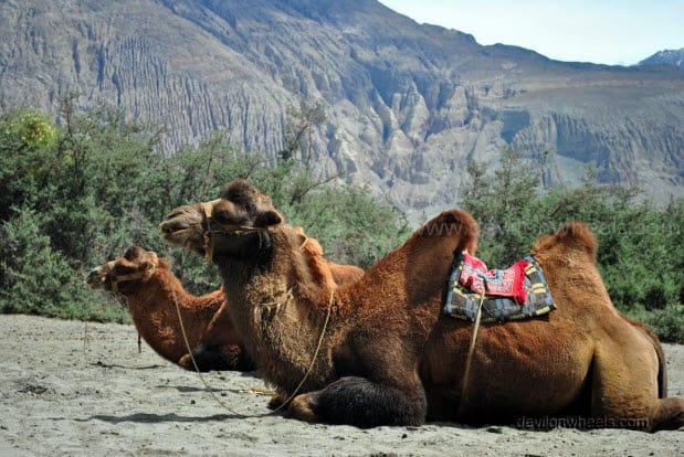 Double Humped Camels in Hunder, Nubra Valley in Leh - Ladakh