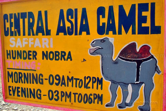 Double Humped Camel Ride in Hunder, Nubra Valley in Leh - Ladakh