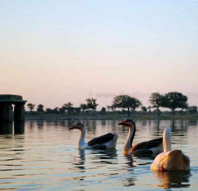Ducks at Gadisar Lake, Jaiselmer