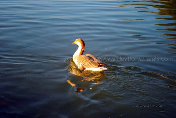 Duck at Gadisar Lake, Jaiselmer
