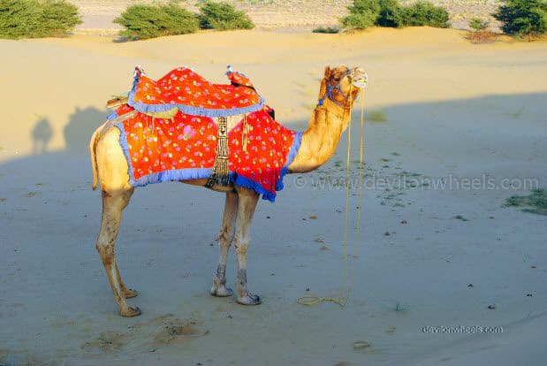Camel in Sam Sand Dunes, Jaiselmer