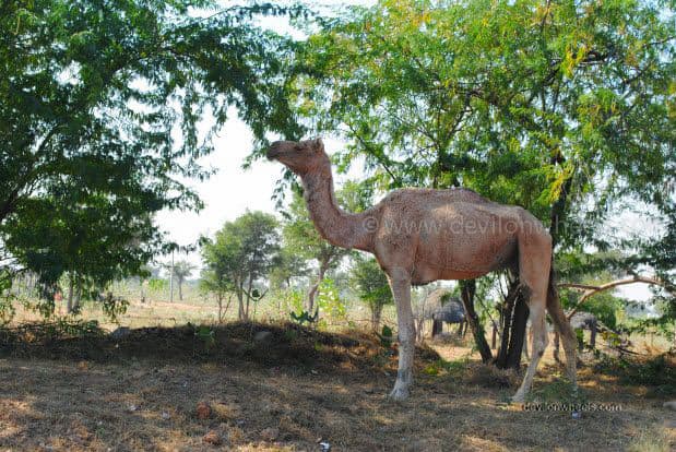 An old camel on Jaiselmer to Jodhpur road