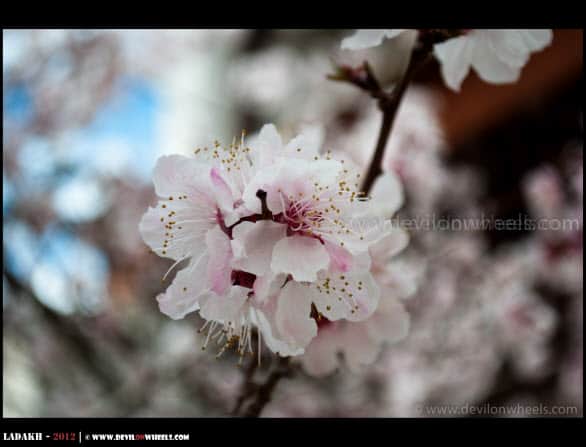 Blooming Apricot Flowers...
