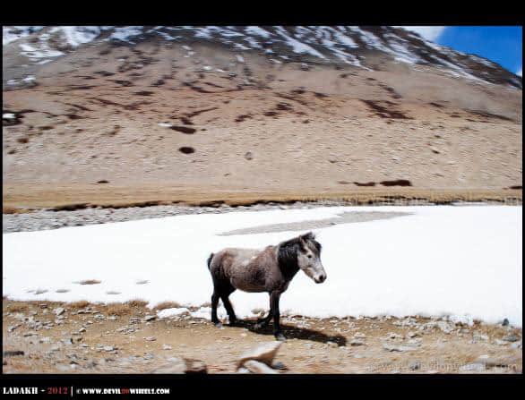 A Wild Horse of Changthang