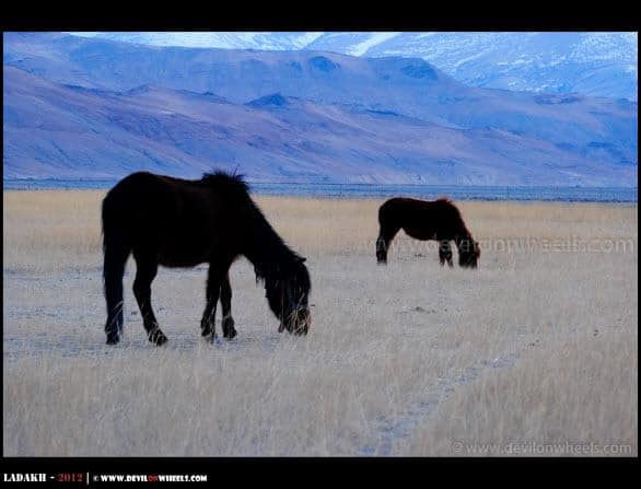 Grazing at Hanle... Horses of Changthang...