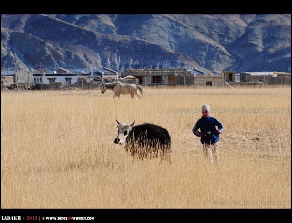 A Cattle at Hanle