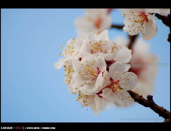 Blooming Beautifully... The Apricot Flowers at Hunder Village...