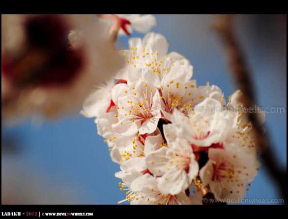 Blooming Beautifully... The Apricot Flowers at Hunder Village...