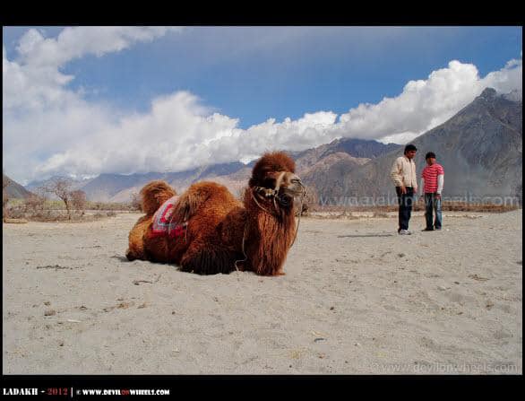 A Double Humped Camel and Dear Freinds Friends