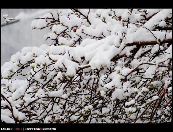 Snow Candy Over Trees in Leh