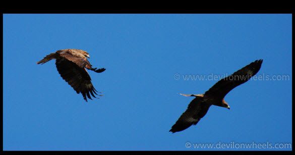 Eagles - Flying High at Sankoo Village in Suru Valley