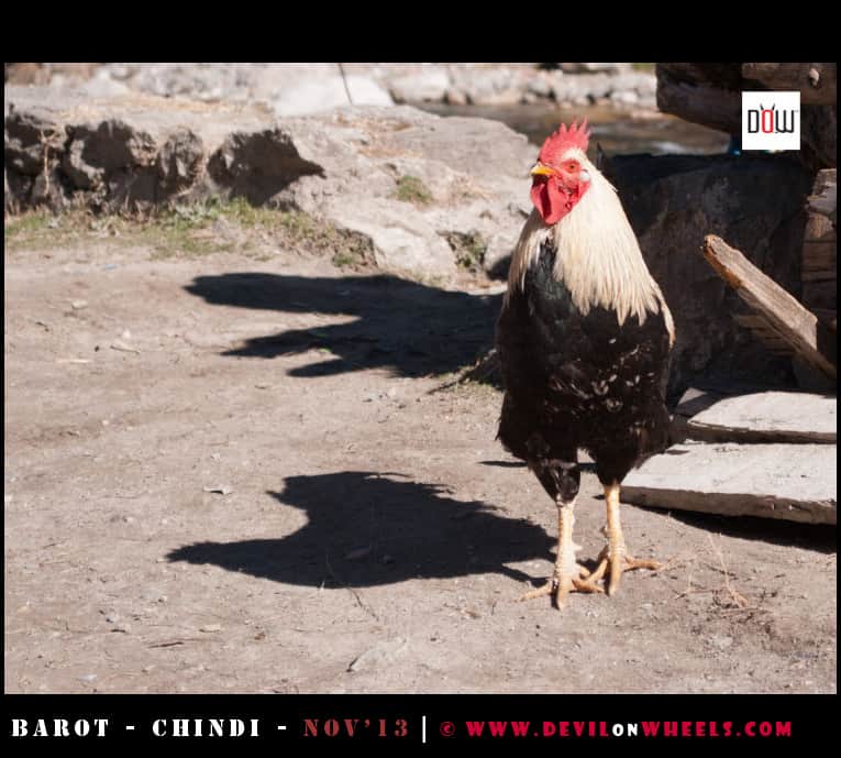 A Cock at Barot Village, Himachal